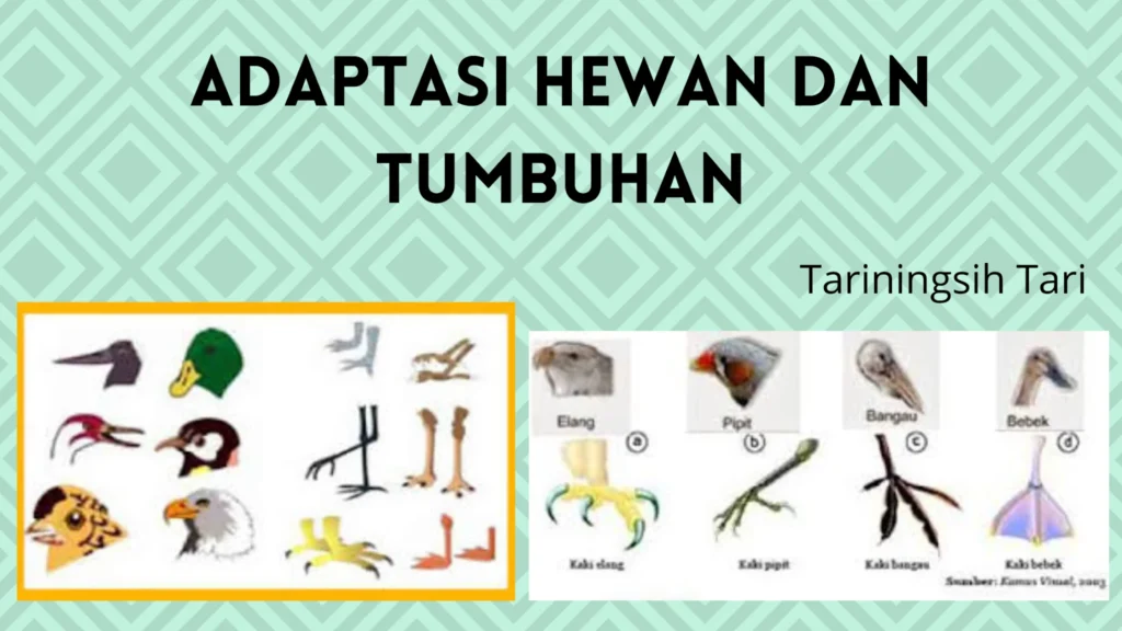 Adaptasi Hewan Dan Tumbuhan - Cahaya Mentari