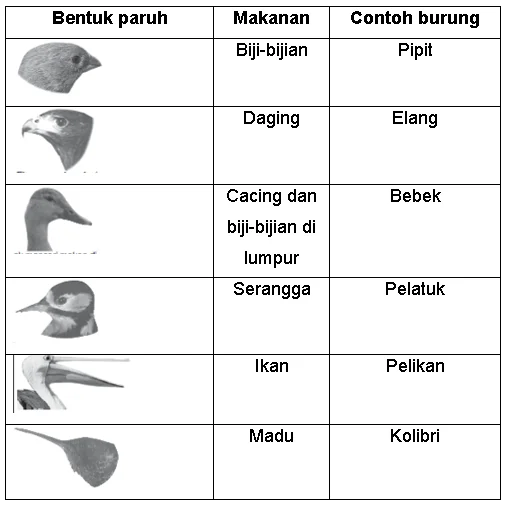 Adaptasi Hewan Dan Tumbuhan - Cahaya Mentari